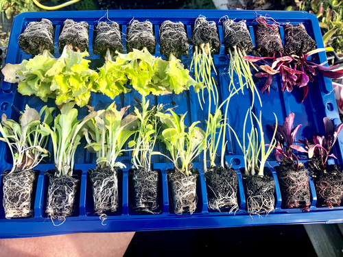 Salad pack mixed x18 - salad, multi