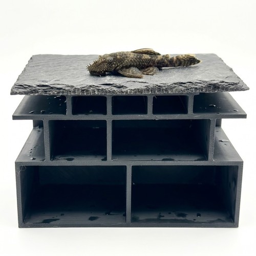 Bristlenose pleco cave slate - bristlenose,