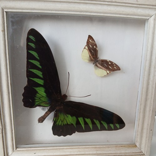 Vintage framed butterfly - vintage,