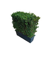 Buxus sempervirens instant