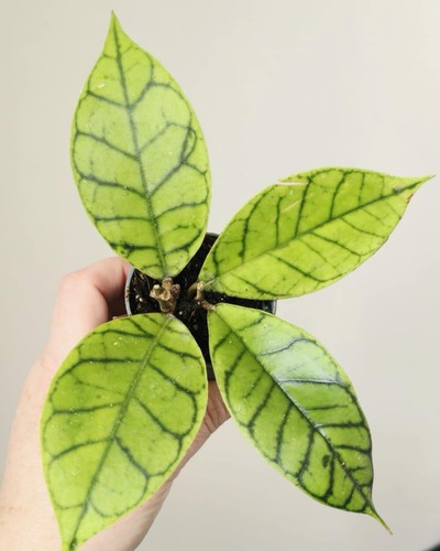 Hoya callistophylla pot6cm - callistophylla,