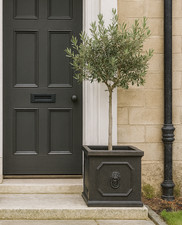 32cm Lionhead Box -Planter -