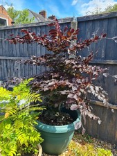 Copper Beech ( Fagus Sylvatica