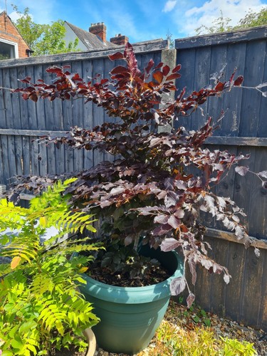 Copper beech fagus sylvatica - copper,
