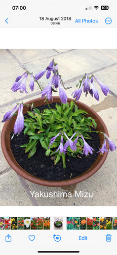 Dwarf hosta yakushima - dwarf, mizu