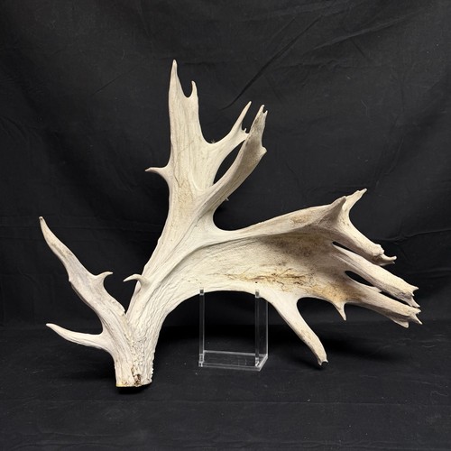 Huge 104 palmated whitetail - 104”,