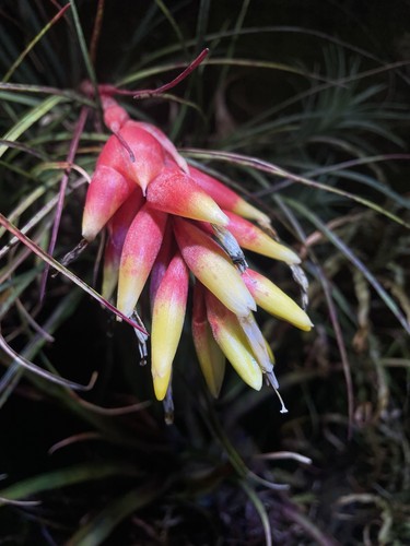 Vriesea poenulata brazilian - vriesea,
