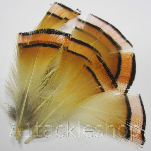 Veniard golden pheasant - golden,
