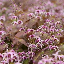 EPIMEDIUM 'Pretty in Pink' -