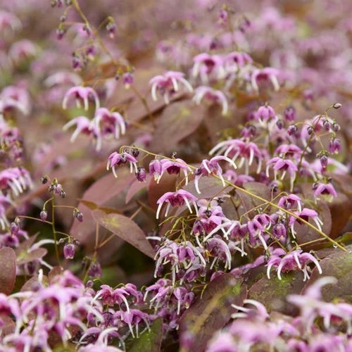 Epimedium pretty pink - epimedium, pink'