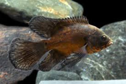 Longfin red oscar - –, 2"