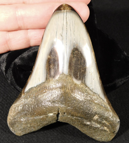 Giant over four inch 100 - giant!,