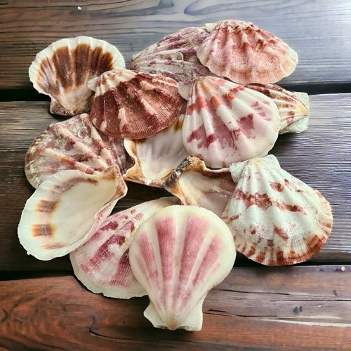 Craft scallop shells - craft,
