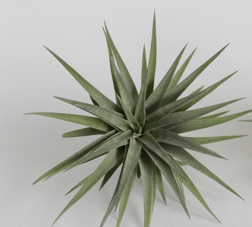 Tillandsia plagiotropica live - tillandsia,