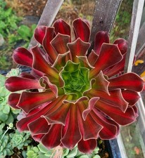 Aeonium Kilimanjaro | FRESH STEM CUTTING | variegated succulent plant