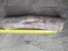 Yew Log with Inclusion