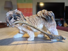 DogsBrown & White Shih Tzu