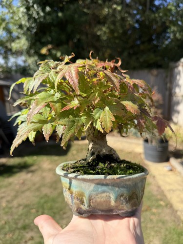 Acer maple shohin bonsai - acer,