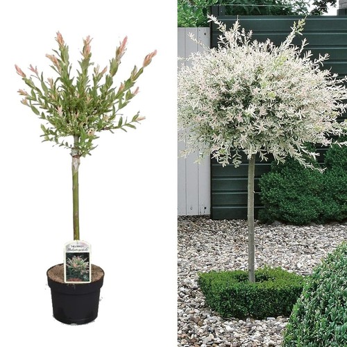 Salix integra hakuro nishiki - integra, nishiki'