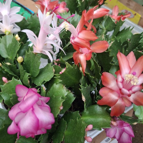 Christmas cactus cuttings - 2,