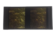 Arenaria Gothia - Ingleborough