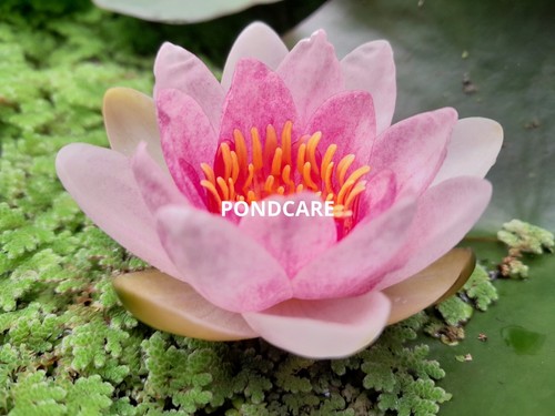 Pink water lily mrs richmond - pink,
