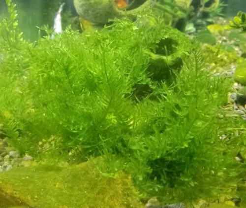 Live freshwater java aquarium - live,