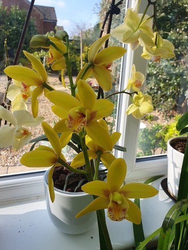 Cymbidium orchid yellow river - cymbidium,