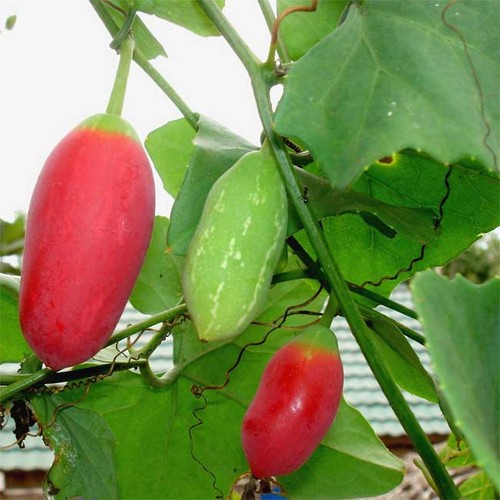 Coccinia grandis seeds - grandis,