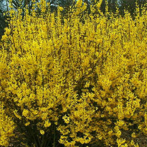 Forsythia weekend - 1,