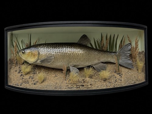 Taxidermy chub fish bowed - taxidermy,