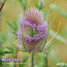 1000+ Samen WILDE KARDE Dipsacus fullonum / sylvestris Heilpflanze TEASEL SEED