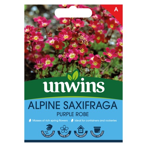 Alpine saxifraga purple - robe, |