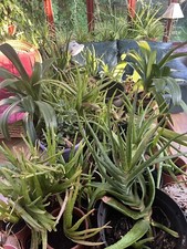 Aloe Vera: UK grown plants &