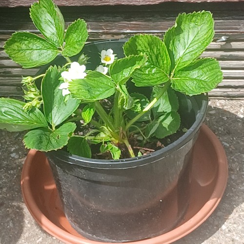 Strawberry ready plants - x,