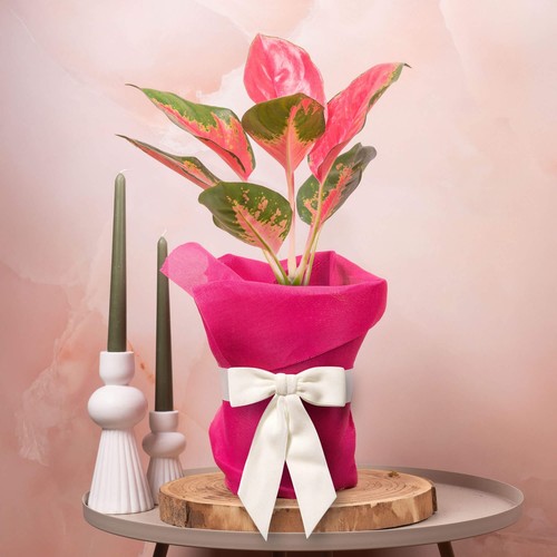 Aglaonema red zirkon - red,
