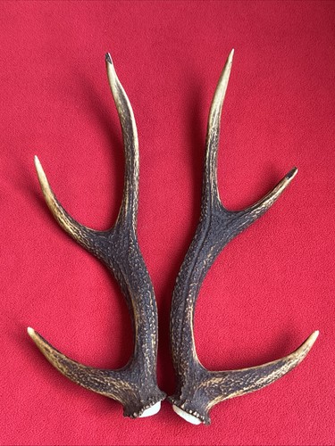 Pair sika deer - pair,