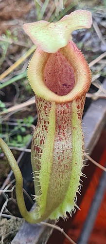 Nepenthes spathulata - nepenthes,