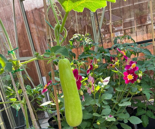Dudhi cucuzzi lau bottle gourd - dudhi/cucuzzi/lau/bottle,