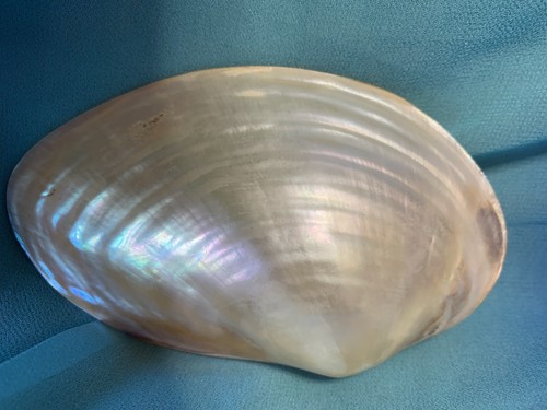 Polished whole mother pearl - polished,