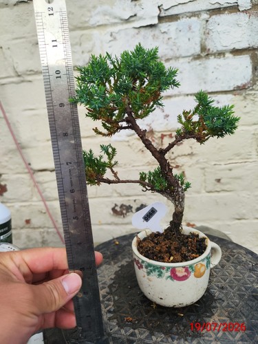 Juniper nana mame bonsai - juniper,