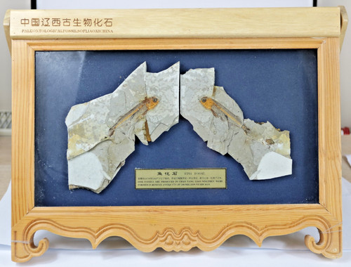 Natural paleontological fish - natural,
