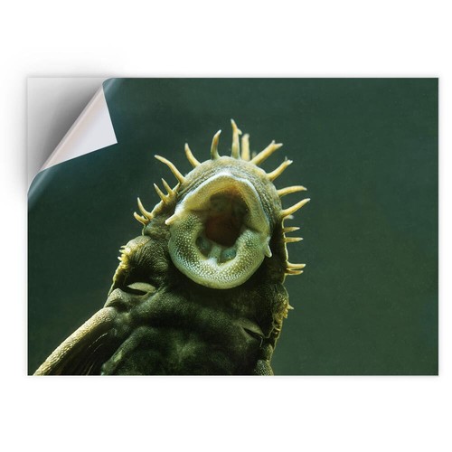 Vinyl sticker bristlenose - sticker,
