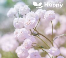 BABY'S BREATH SNOWFLAKE - 500 SEEDS - Gypsophila paniculata - DOUBLE FLOWER