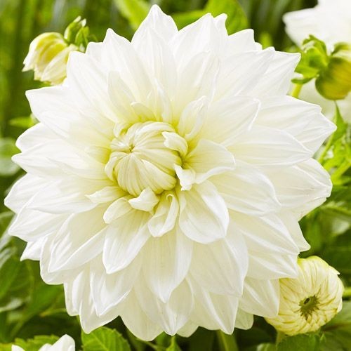 Dinnerplate dahlia bulls pride - dinnerplate,