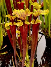 Sarracenia Rubicorpora