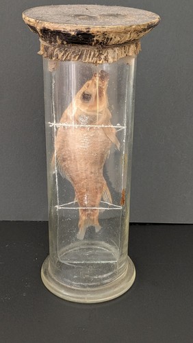 Antique victorian fish - antique,