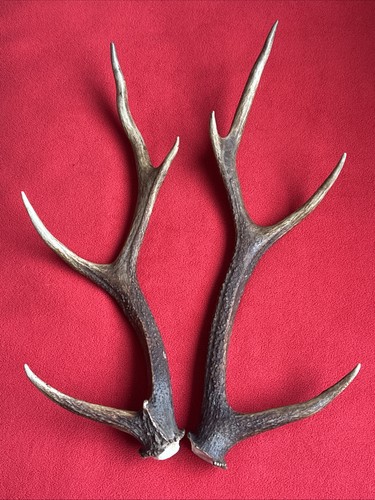Pair sika deer - deer, antlers