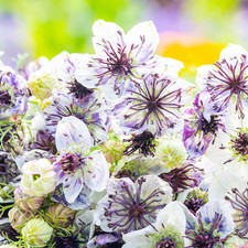 Nigella papillosa 'Delft