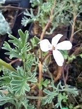 3 x Pelargonium